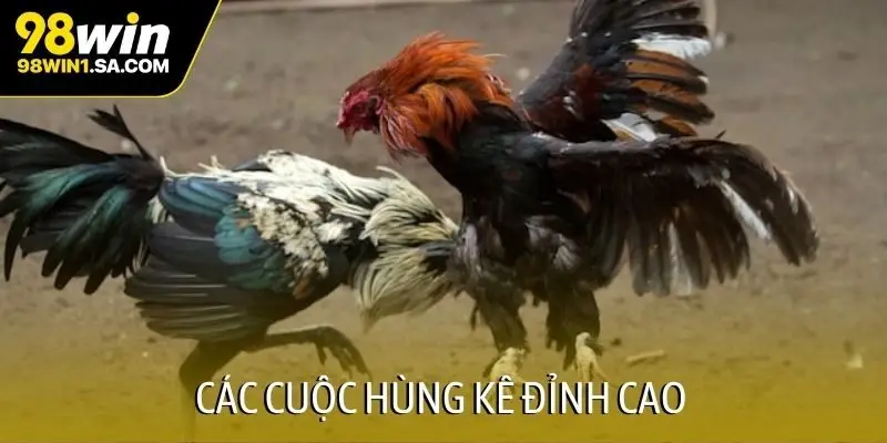 Các cuộc hùng kê đỉnh cao