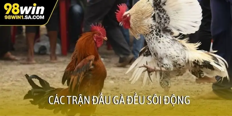 Các trận đấu gà đều sôi động