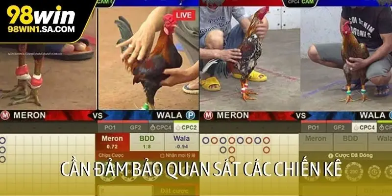 Cần đảm bảo quan sát các chiến kê