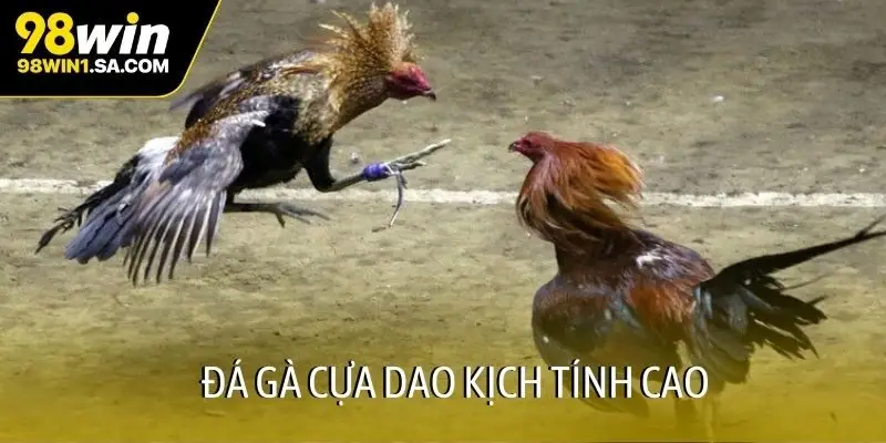 Đá gà cựa dao kịch tính cao