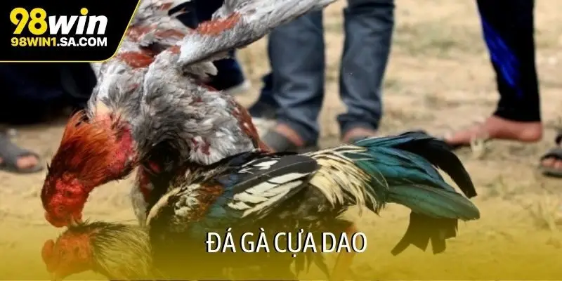 Đá gà cựa dao