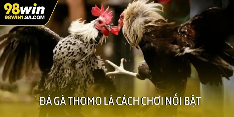 Đá gà Thomo là cách chơi nổi bật
