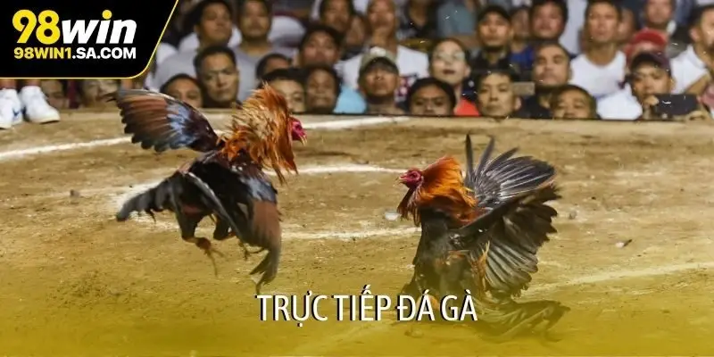 Trực tiếp đá gà